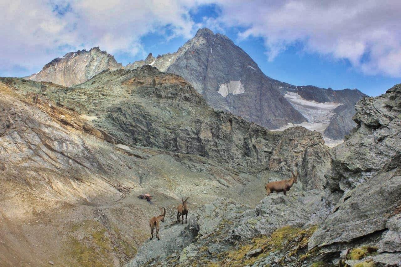 Pension Erlhof Saalfelden am Steinernen Meer Kültér fotó